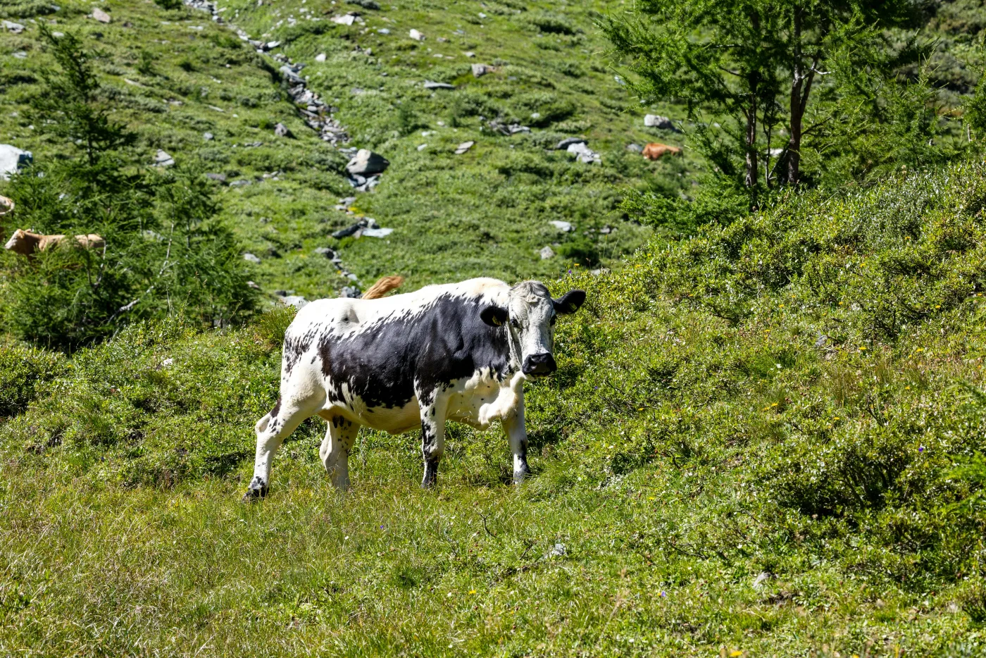 Kuh auf einer grünen Weide