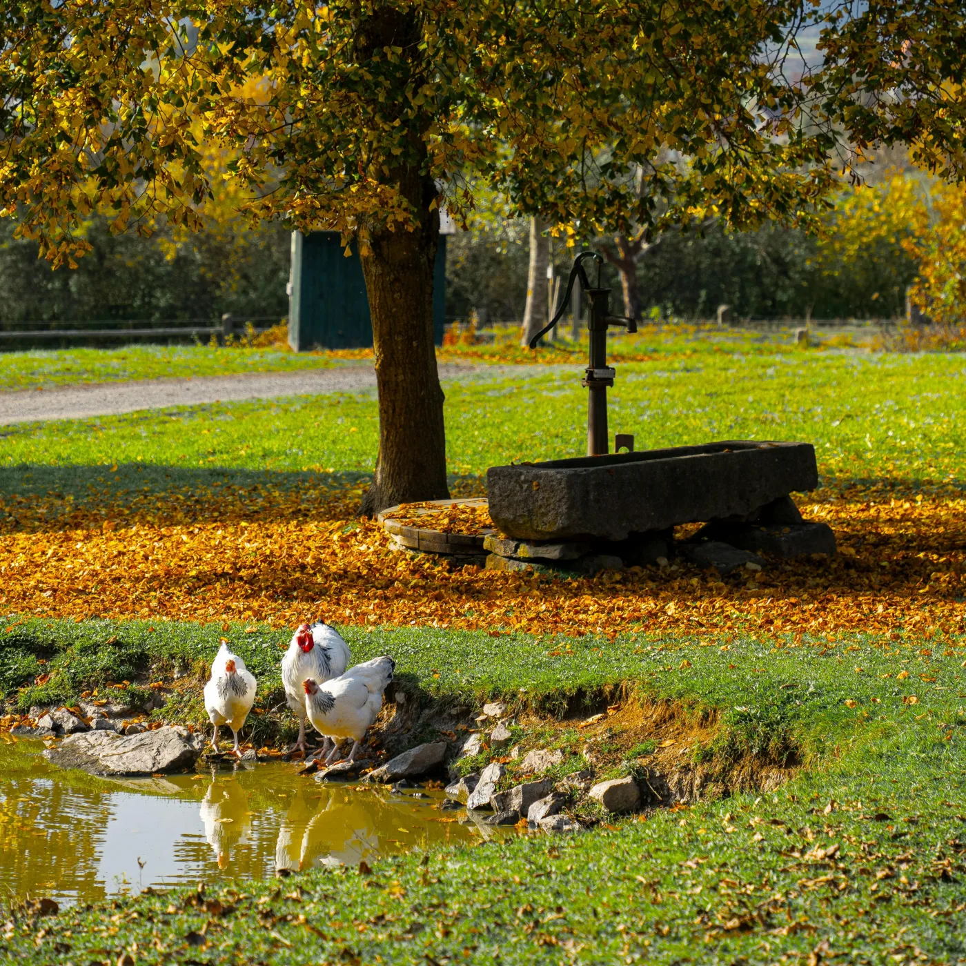 Hühner an einem Hofteich unter einem Baum